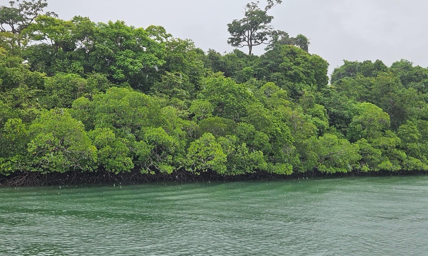 Dense mangrove forest meeting green water on the Baratang creek, seen from the boat in the rain