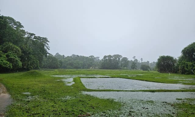 Rain over flooded paddy fields and forest on the road through Middle Andaman to Baratang