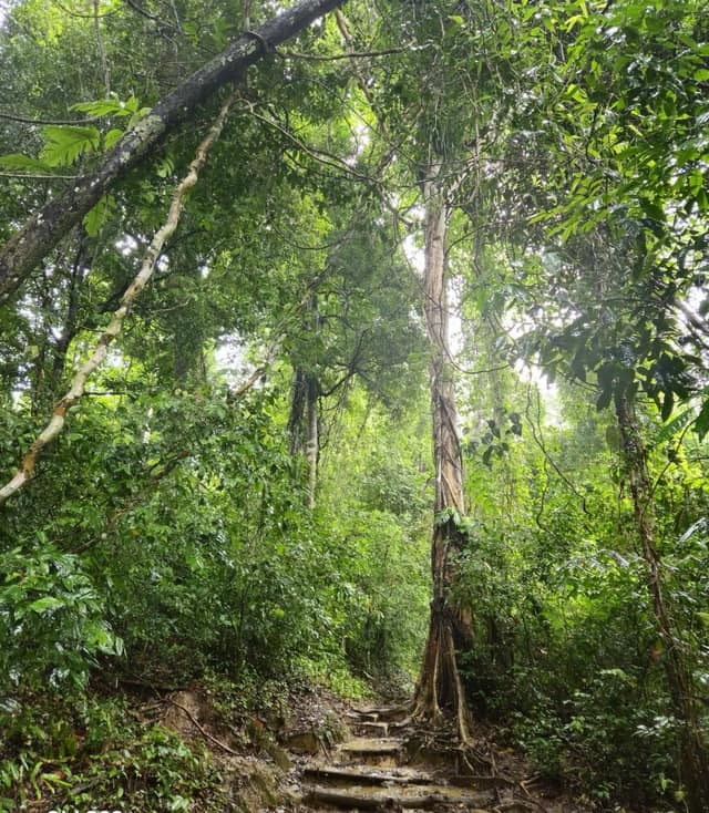 The muddy jungle trail with stone steps leading to the Baratang limestone caves