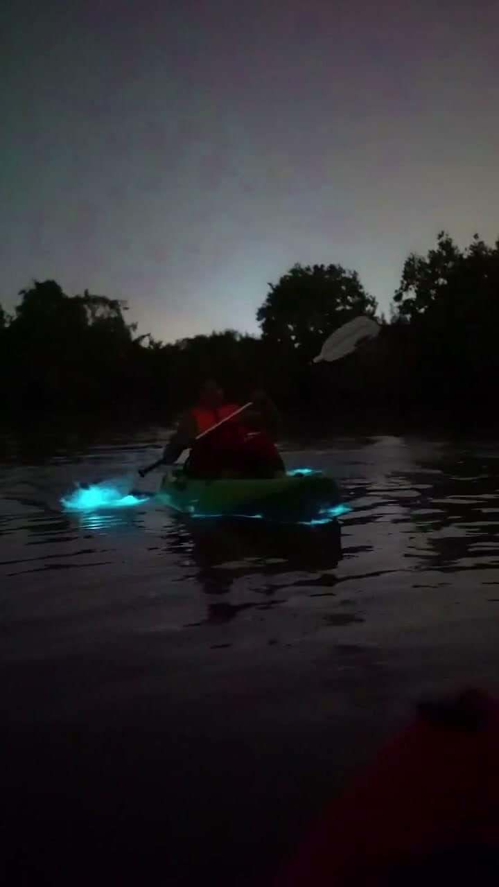 A kayaker on dark water at Havelock with the sea glowing blue-green around the paddle — real bioluminescence