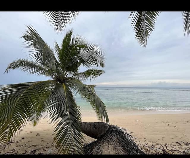 The leaning palm of Kalapathar Beach over a calm February sea