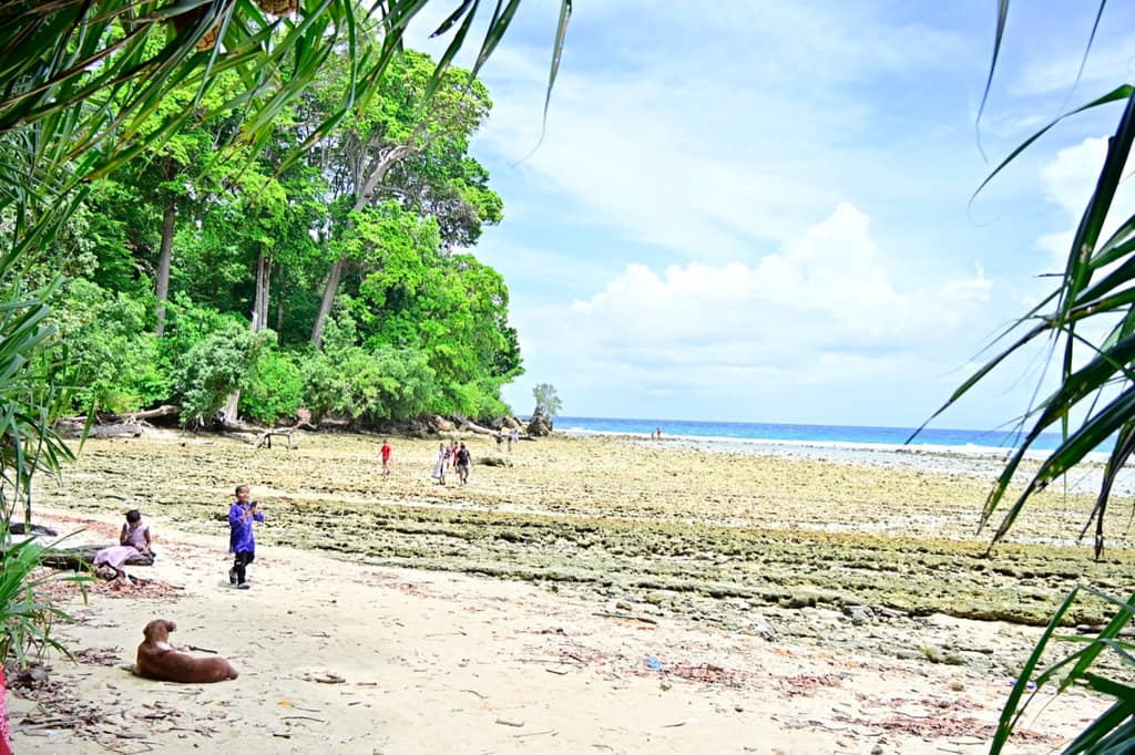 Low-tide reef flat at a Neil Island beach with forest behind, a dog resting on the sand